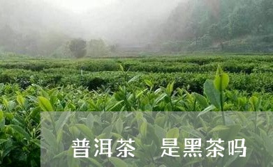 普洱茶 是黑茶吗/2023031547148